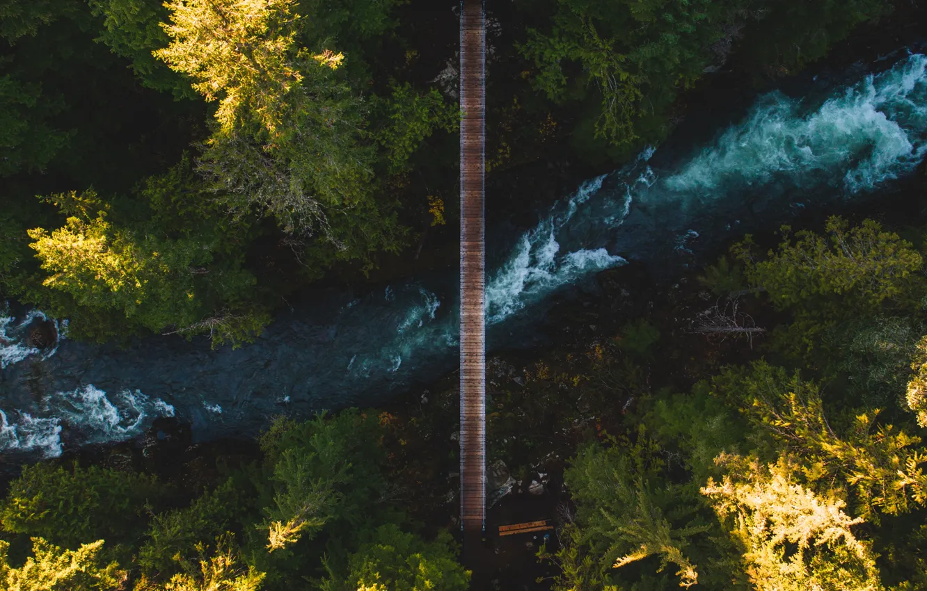Photo wallpaper forest, trees, bridge, nature, river, the view from the top
