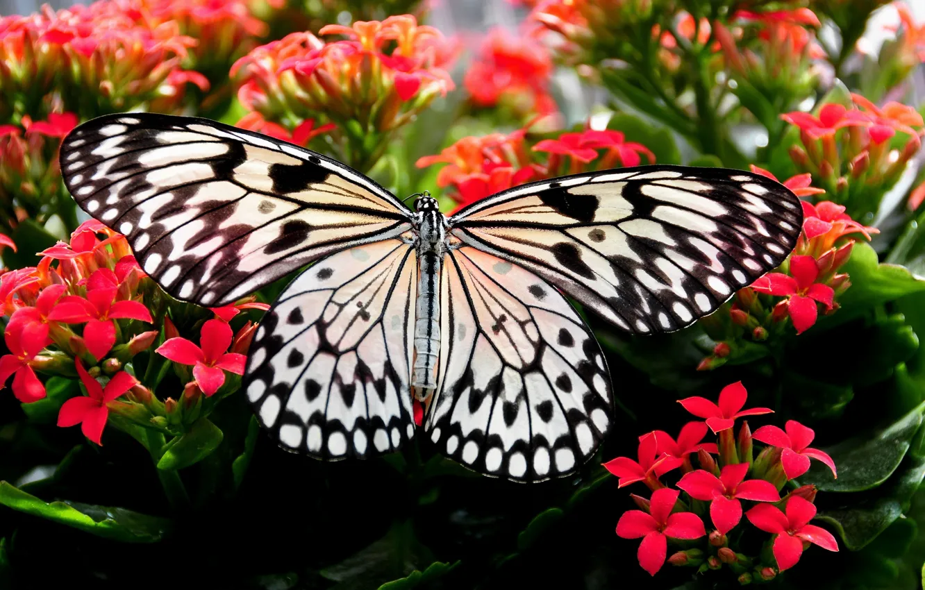 Photo wallpaper macro, close-up, butterfly, beauty, close-up, butterfly, macro, beauty