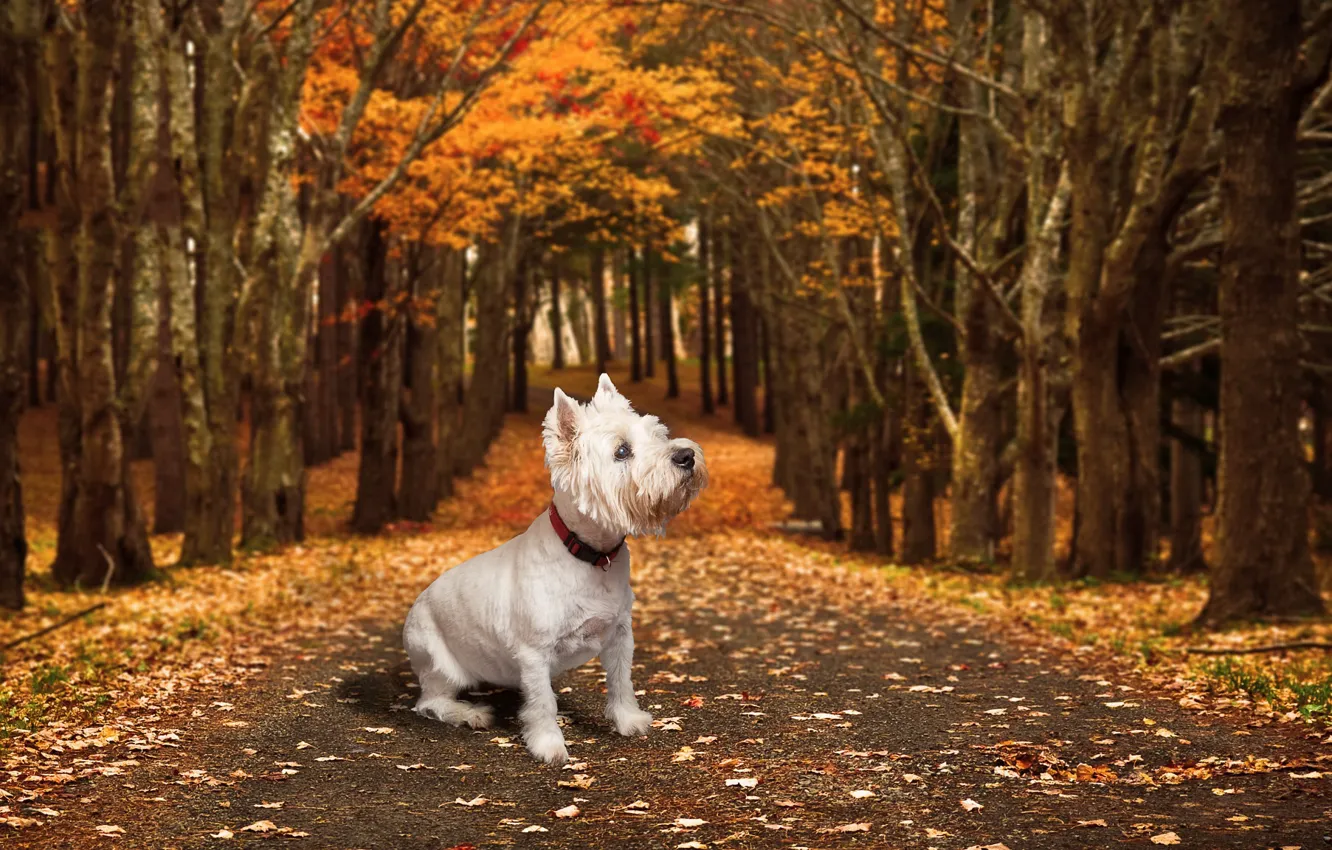 Photo wallpaper road, autumn, each, dog