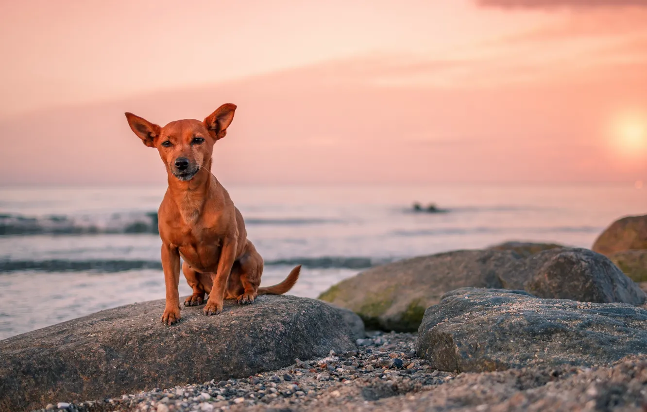 Photo wallpaper sea, look, sunset, each, dog