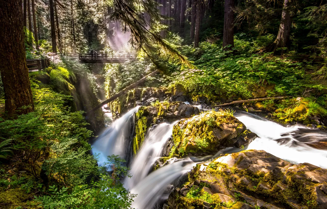 Photo wallpaper forest, trees, bridge, stream, stones, rocks, waterfall, moss
