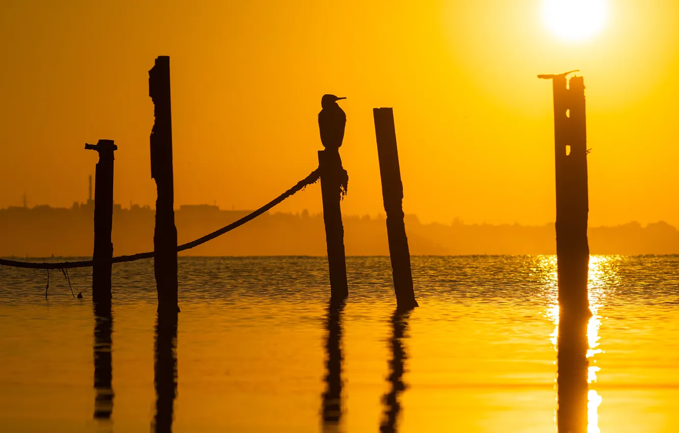 Photo wallpaper bird, sunset, sticks