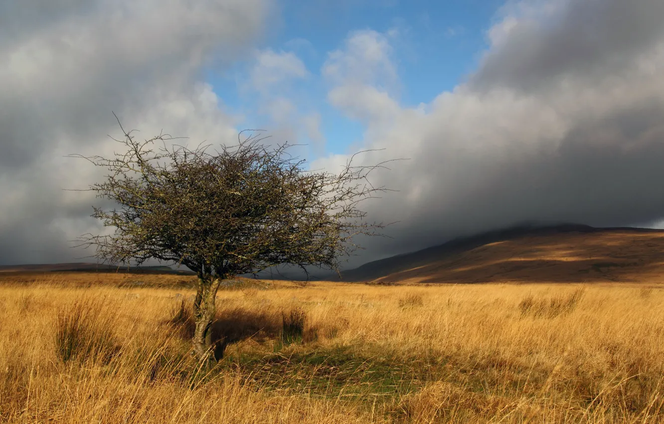 Photo wallpaper field, grass, the sun, clouds, tree, branch