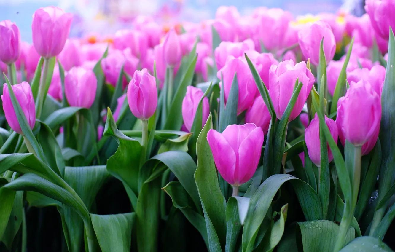 Photo wallpaper flowers, tulips, pink, pink, flowers, tulips