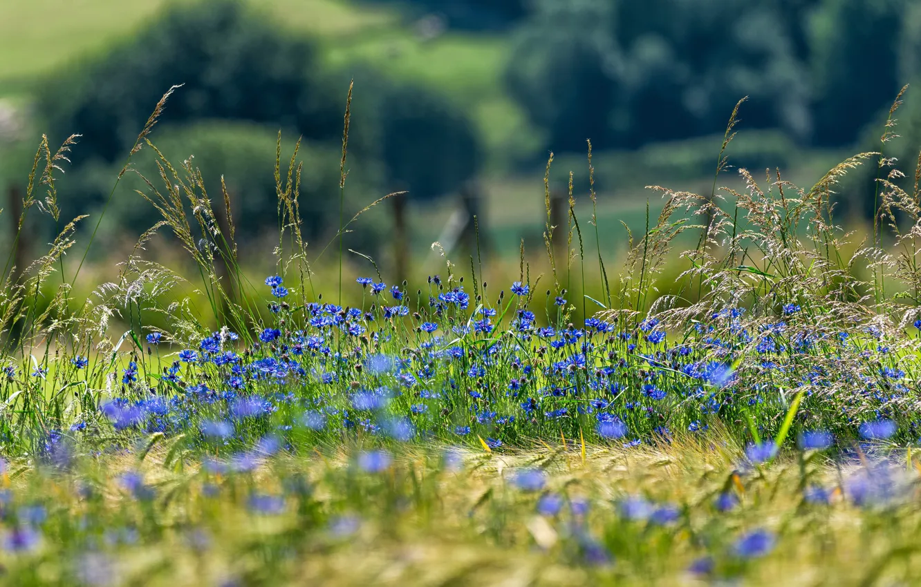 Photo wallpaper field, summer, flowers, blue, nature, mood, blue, rye