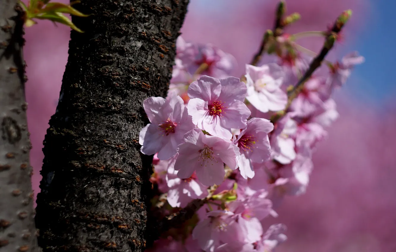 Photo wallpaper light, trees, flowers, branches, cherry, spring, Sakura, trunk