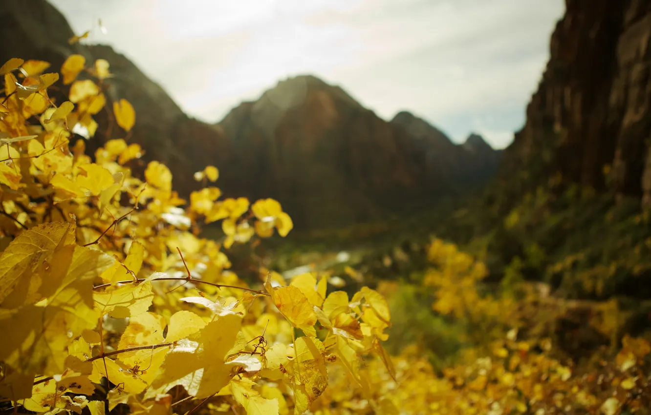 Photo wallpaper autumn, leaves, macro, landscape, nature, photo, plant, Wallpaper for desktop