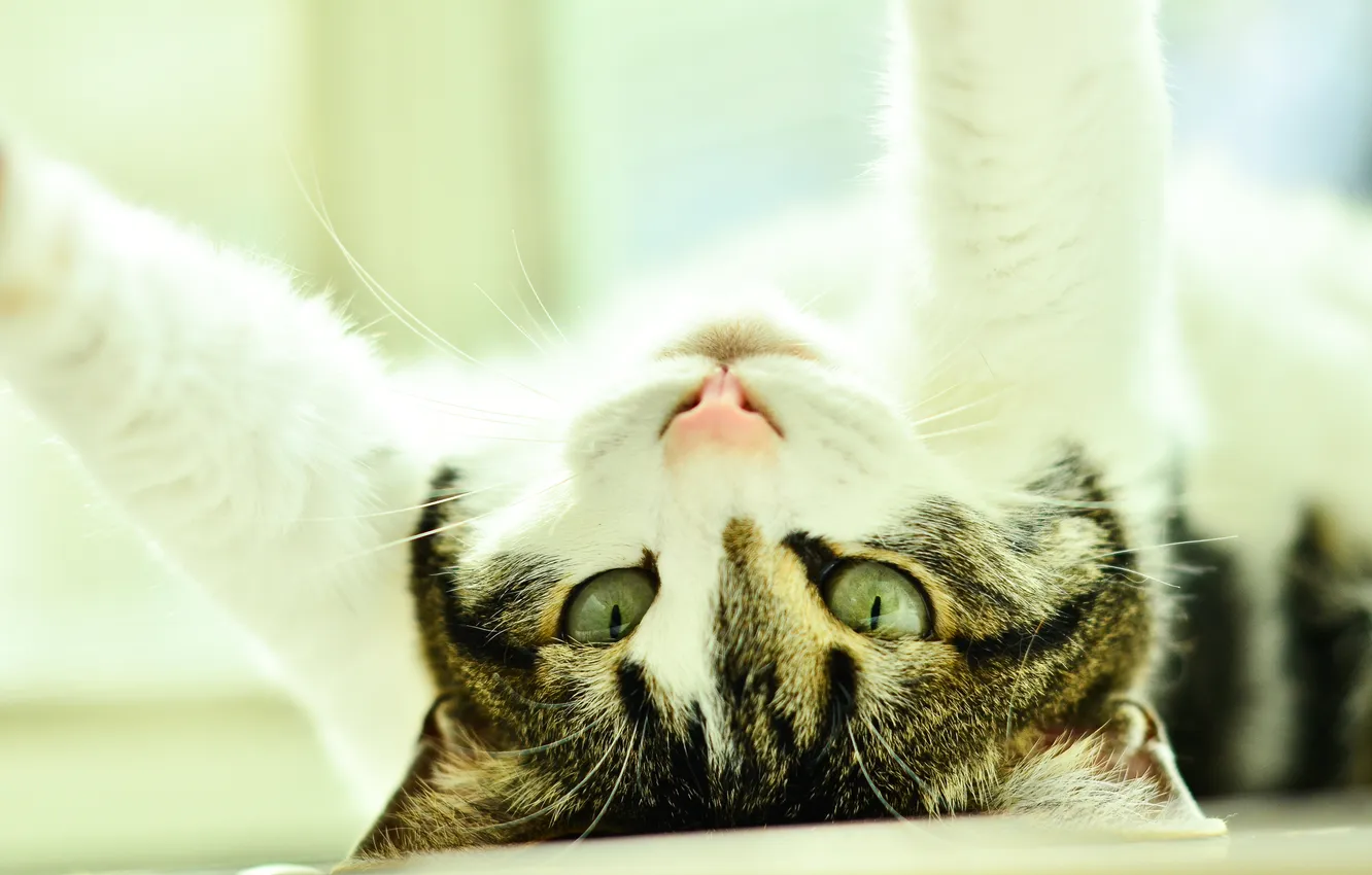 Photo wallpaper cat, Koshak, Tomcat, warm-up