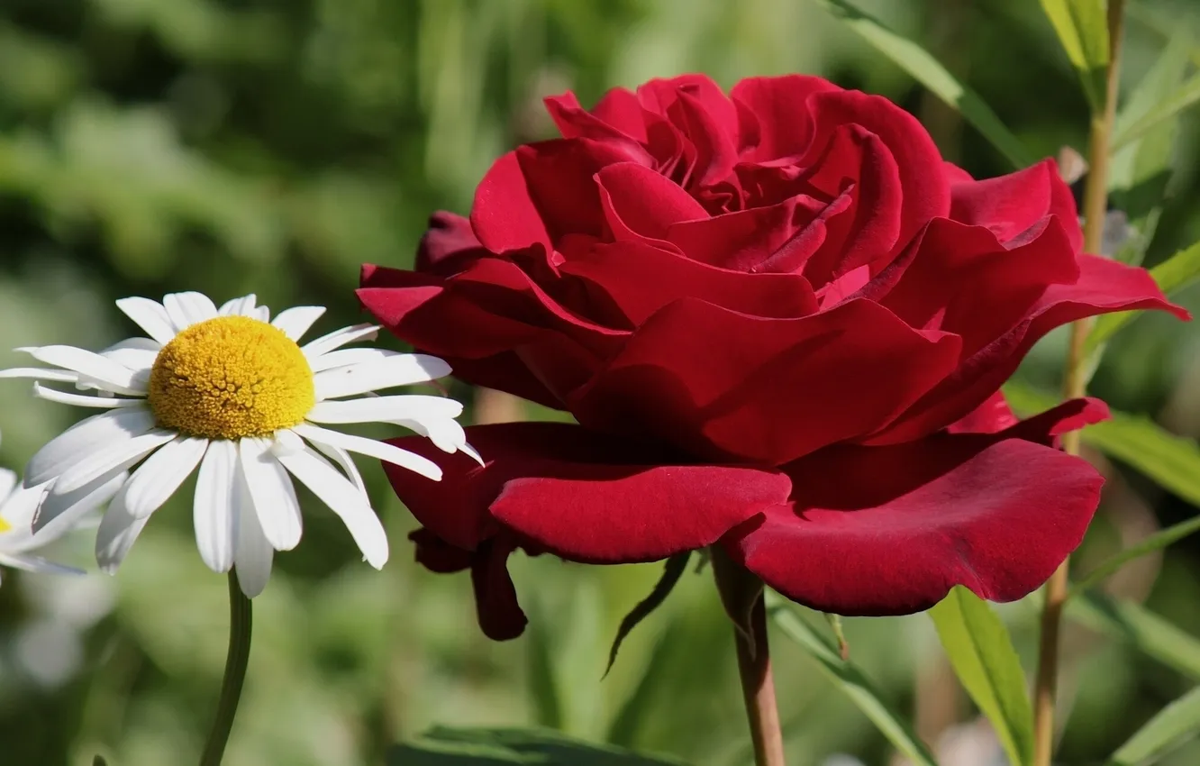 Photo wallpaper roses, chamomile, petals, Duo