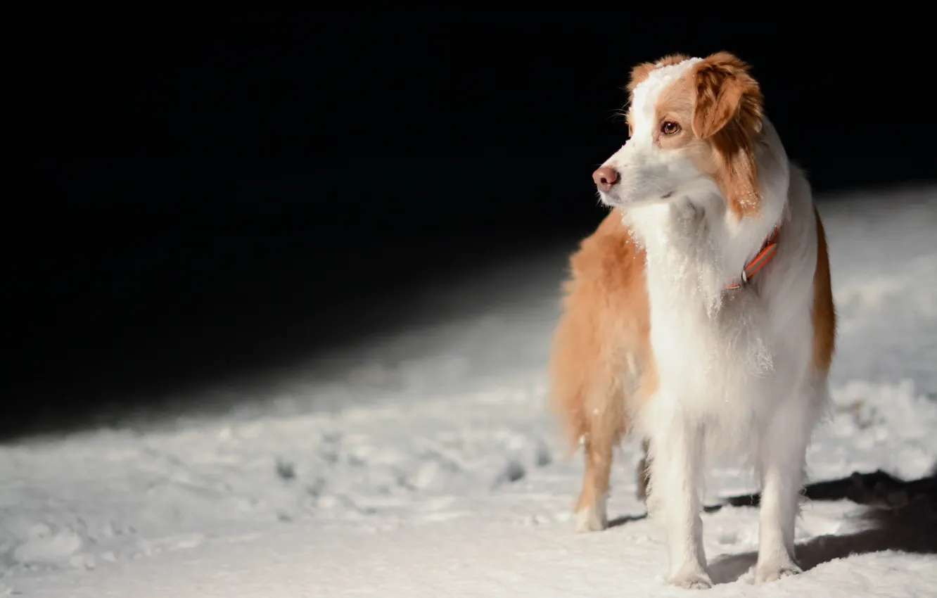 Photo wallpaper look, each, dog