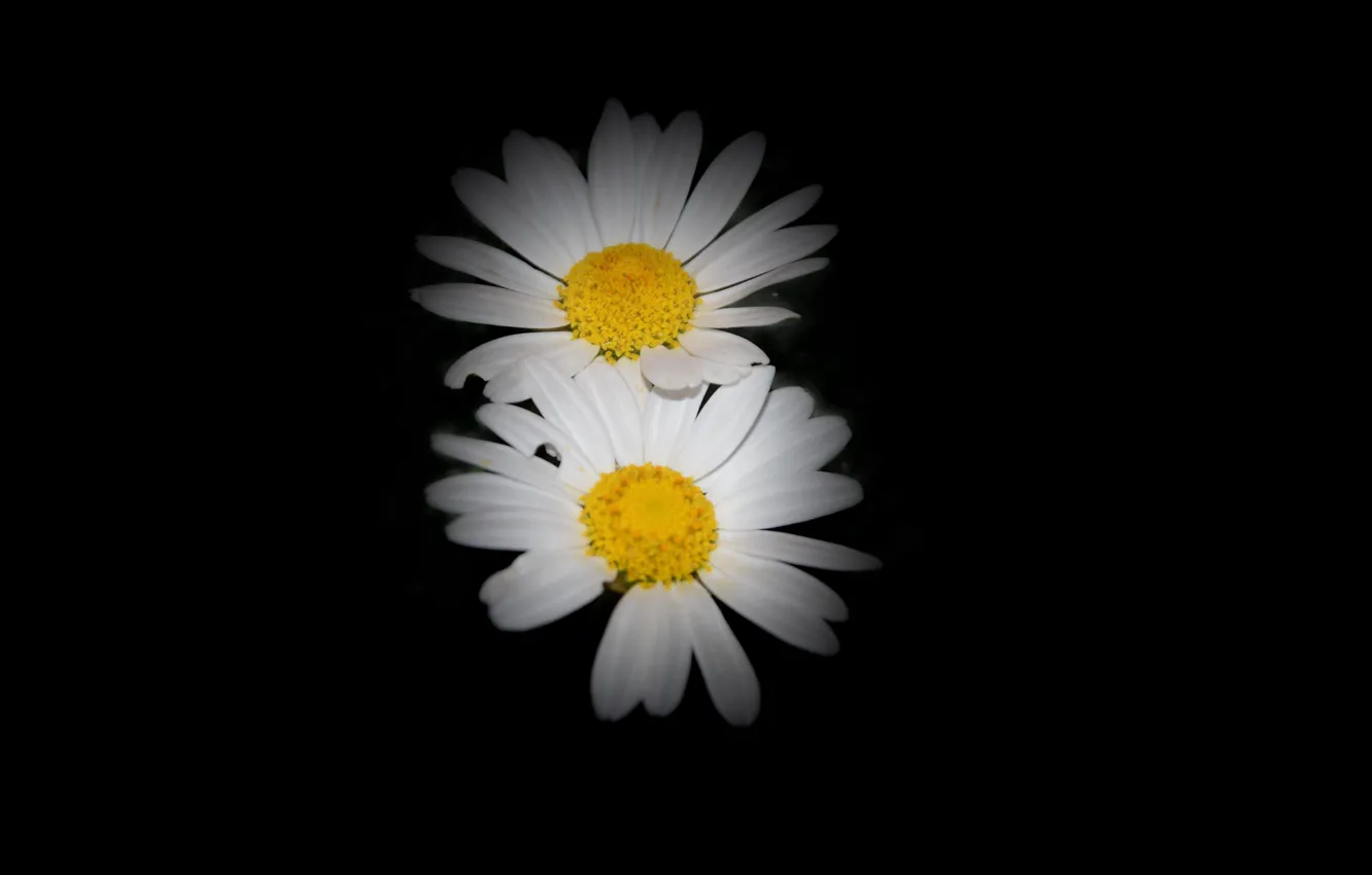 Photo wallpaper flowers, darkness, chamomile, petals, black background