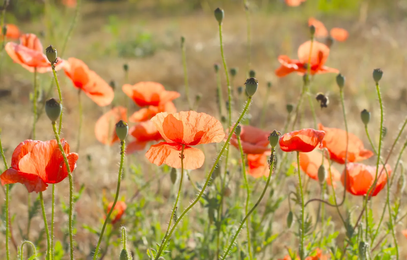 Photo wallpaper red, flower, field, poppy, meadow, blooming
