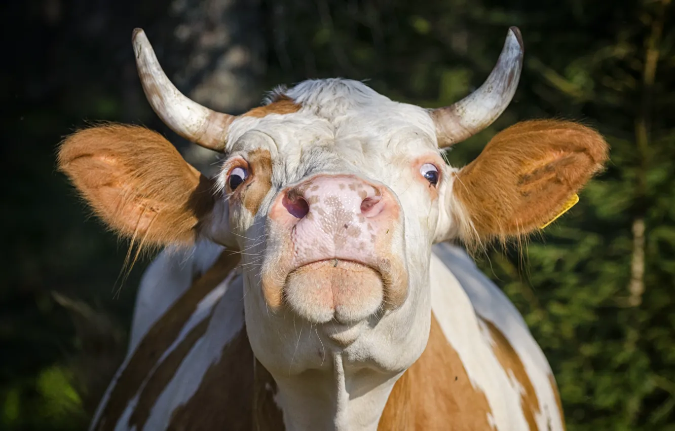 Photo wallpaper horns, head, cow