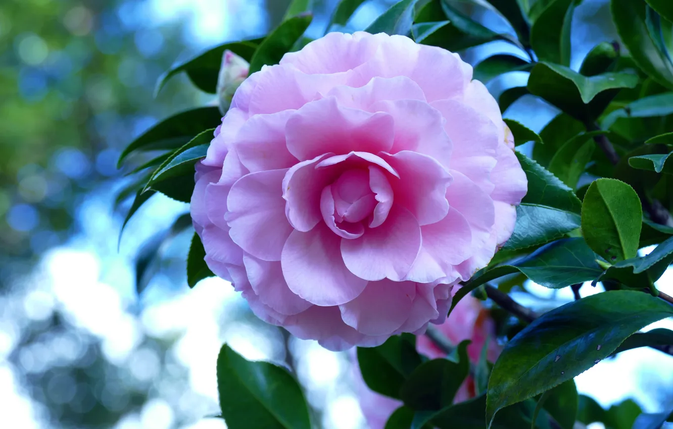 Photo wallpaper leaves, macro, flowers, branches, pink, lilac, Camellia