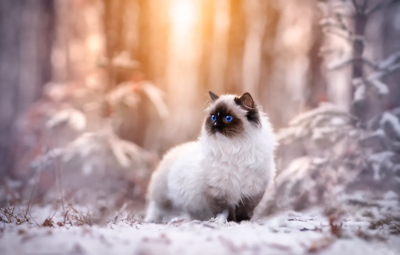 Photo wallpaper winter, cat, cat, look, snow, nature, pose, face