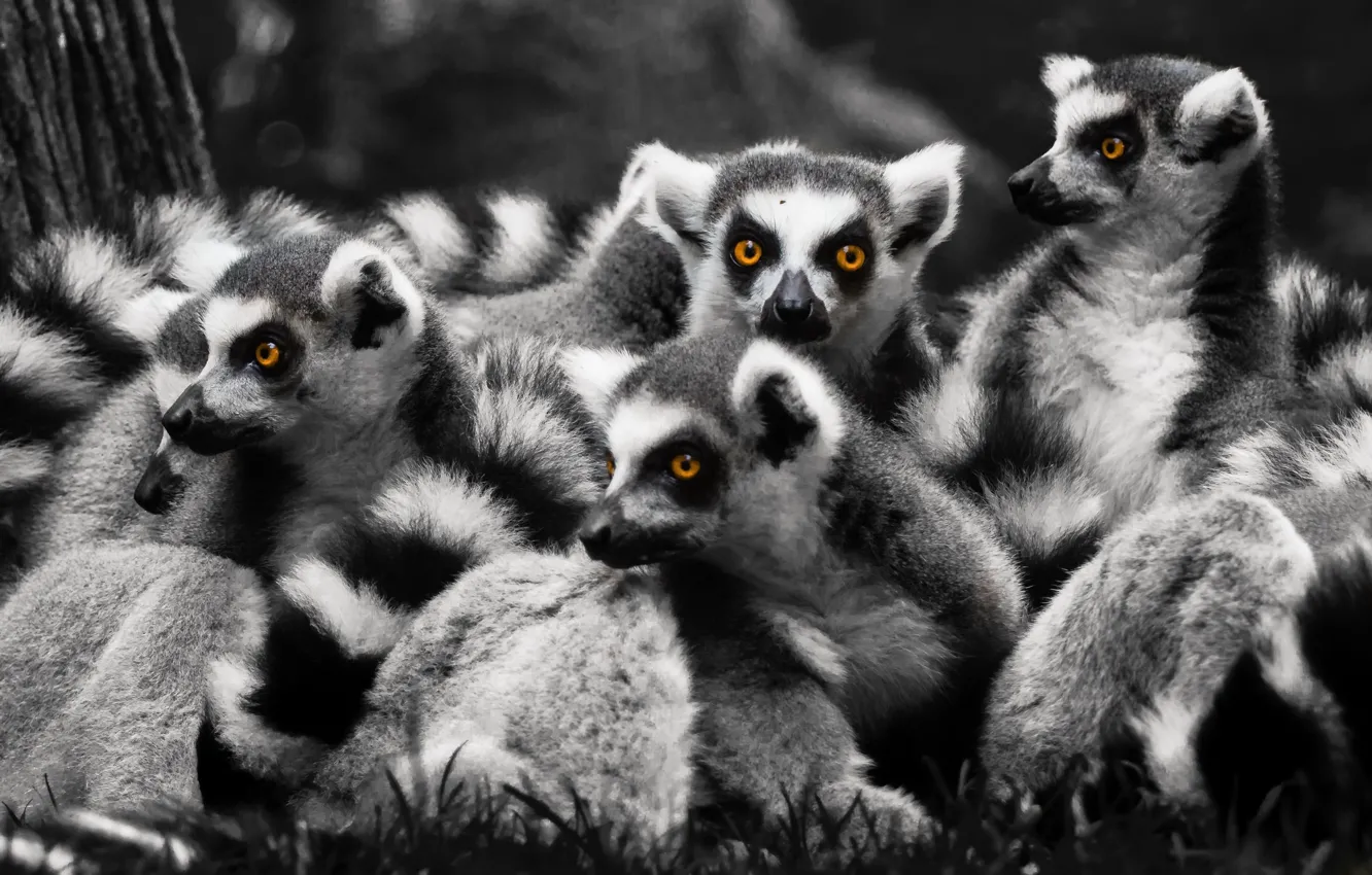 Photo wallpaper nature, background, lemurs