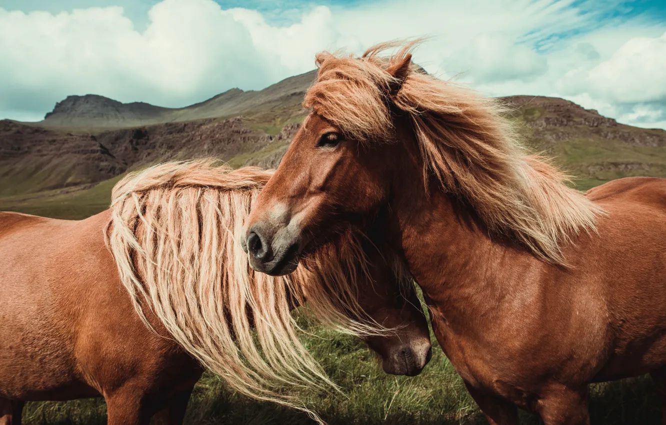 Photo wallpaper Horse, Pair, Mane, Animals