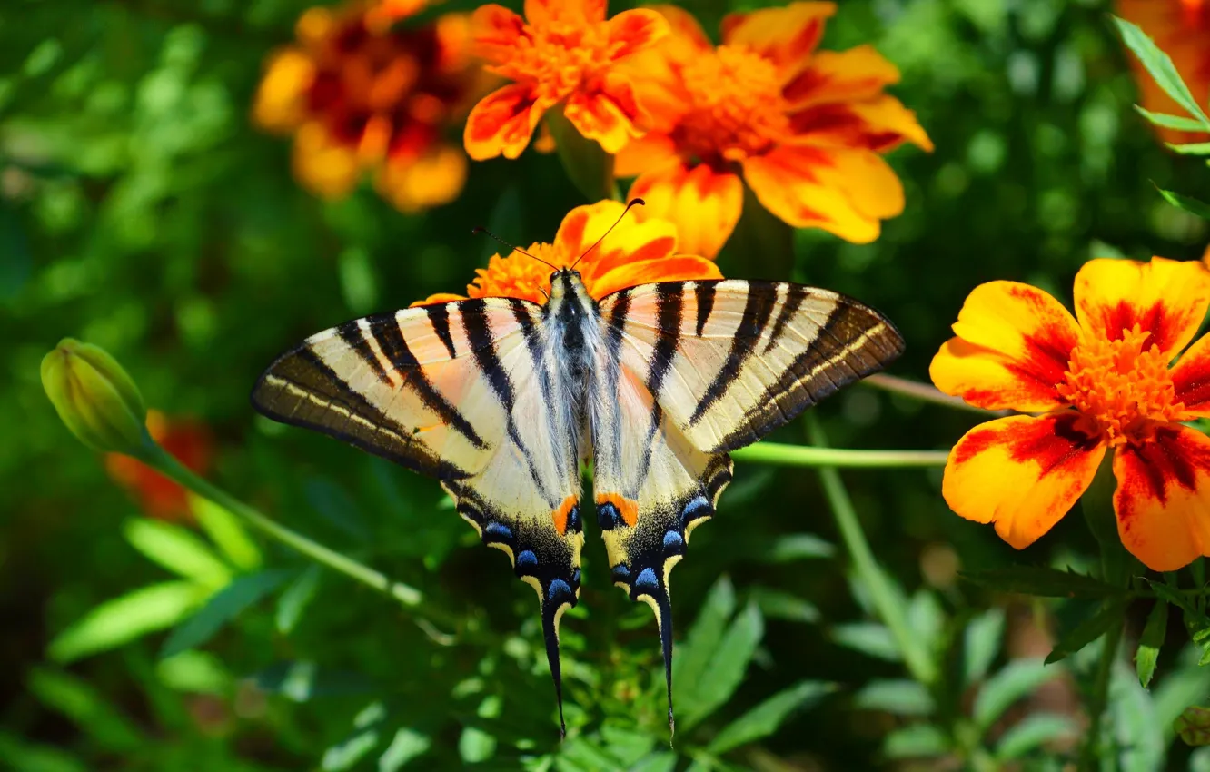 Photo wallpaper Macro, Flowers, Butterfly, Flowers, Macro, Butterfly