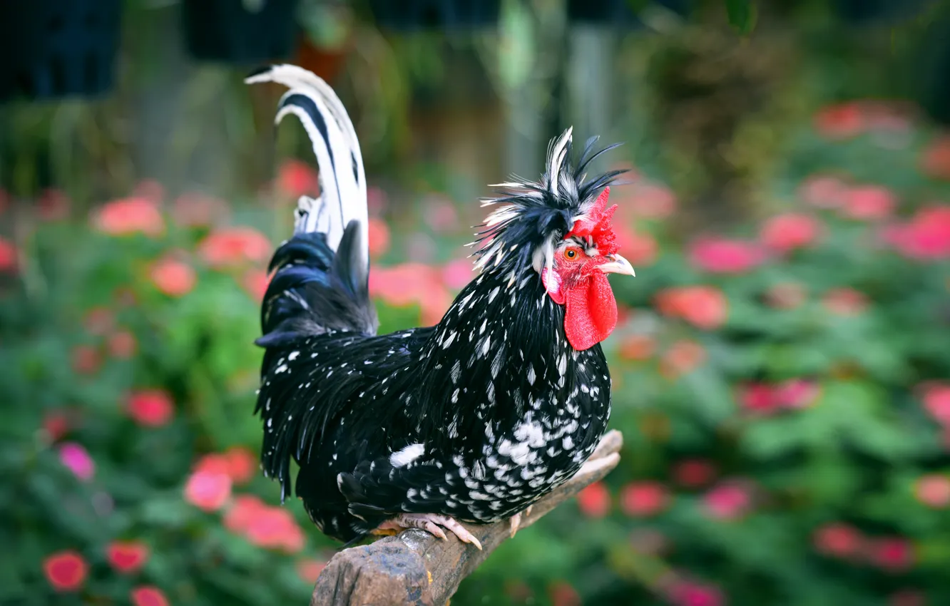Photo wallpaper bird, handsome, cock