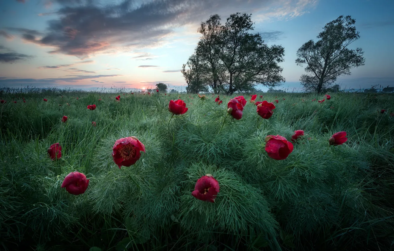 Photo wallpaper field, flowers, nature