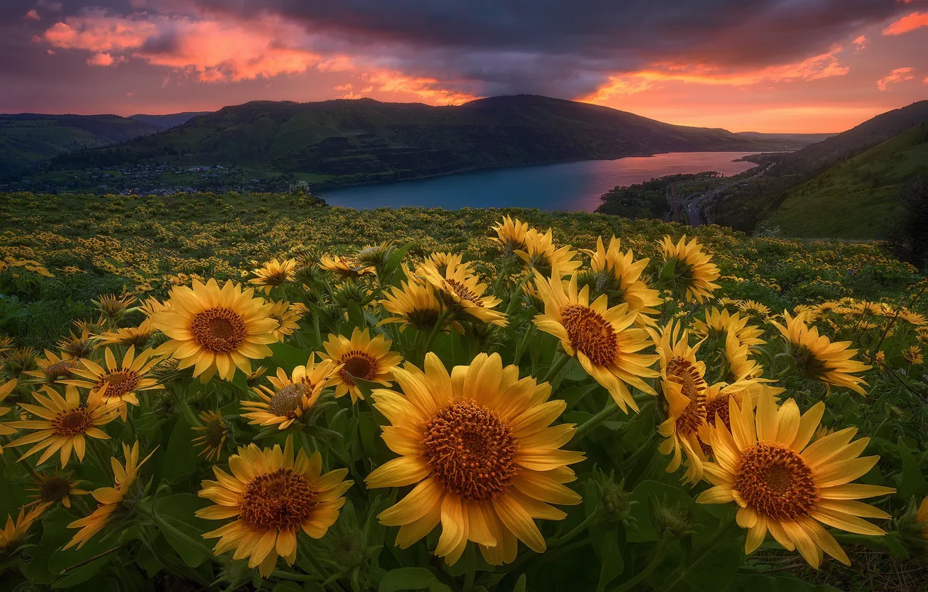 Photo wallpaper the sky, flowers, mountains, nature