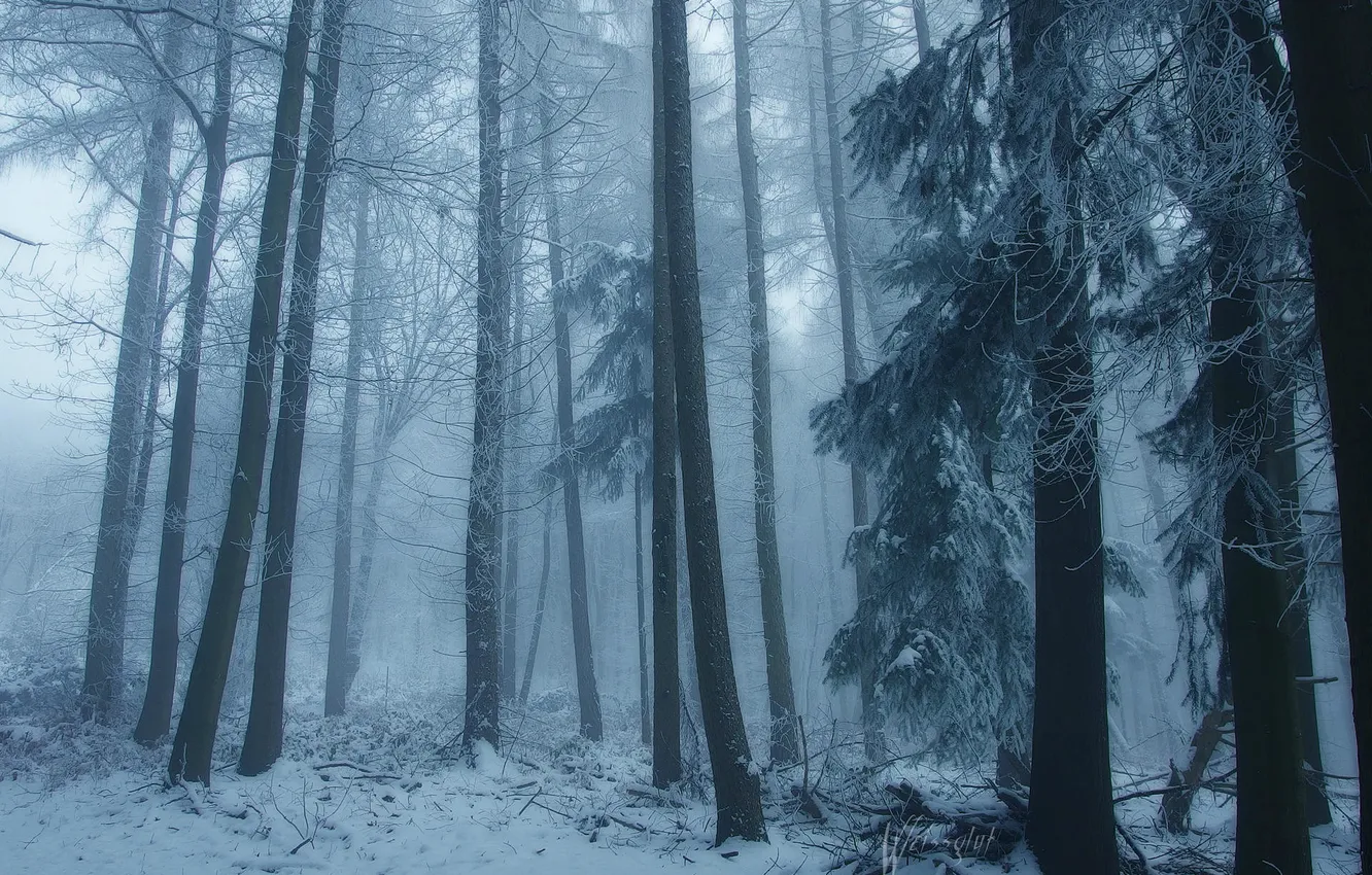 Photo wallpaper winter, forest, snow, trees, nature, fog, Germany, Germany