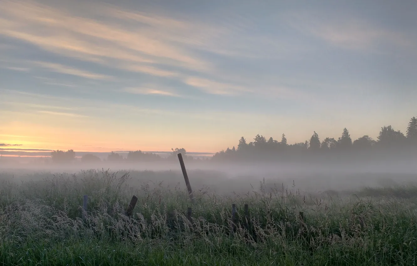 Photo wallpaper field, forest, the sky, clouds, trees, landscape, nature, fog