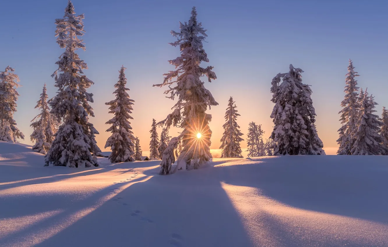 Photo wallpaper winter, the sun, snow, trees, nature, home, the evening