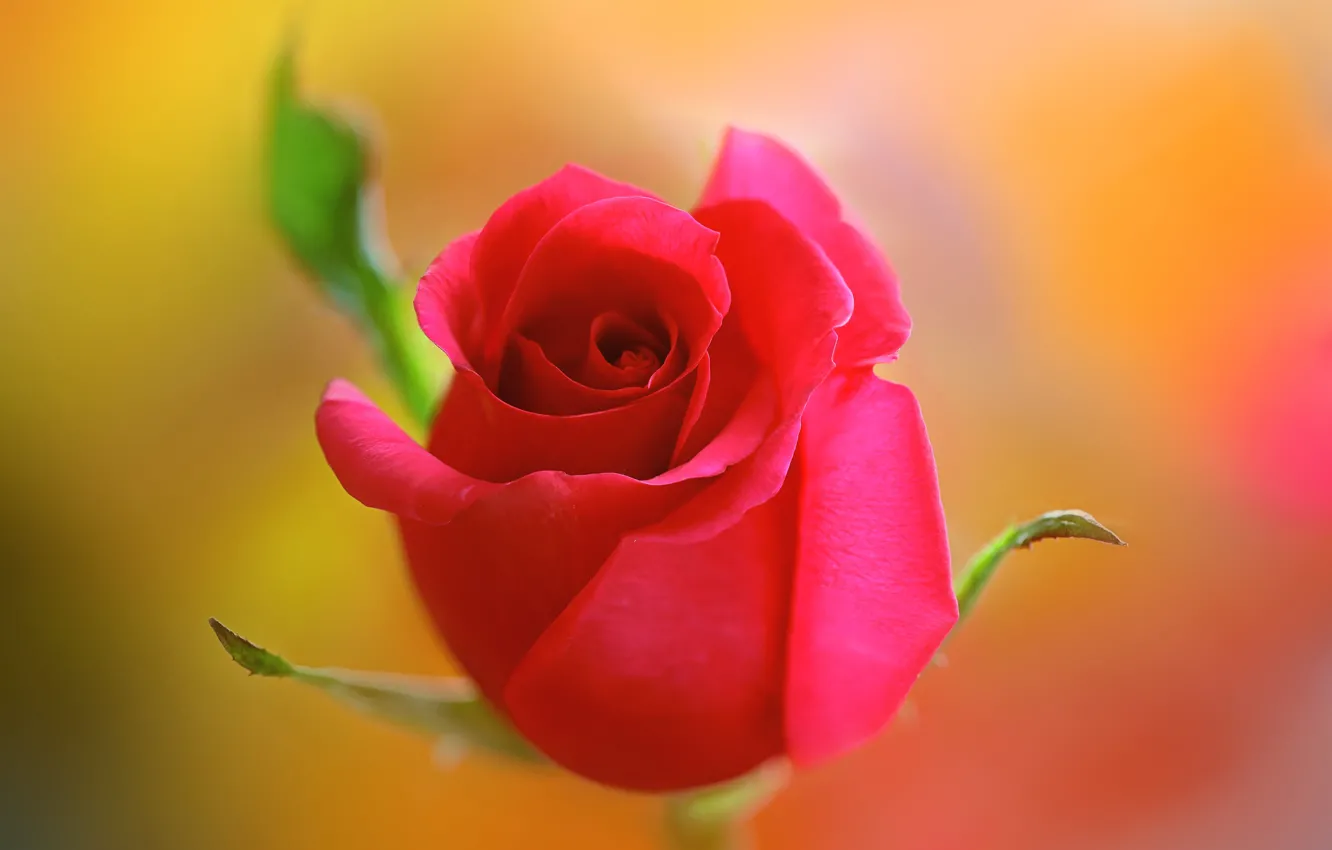 Photo wallpaper roses, macro, petals, buds
