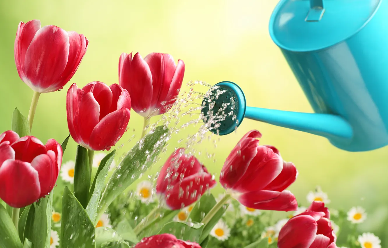 Photo wallpaper flowers, squirt, garden, tulips, lake