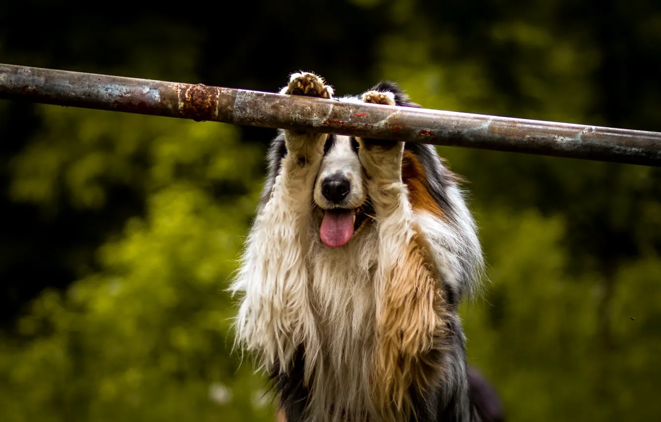 Photo wallpaper background, each, dog