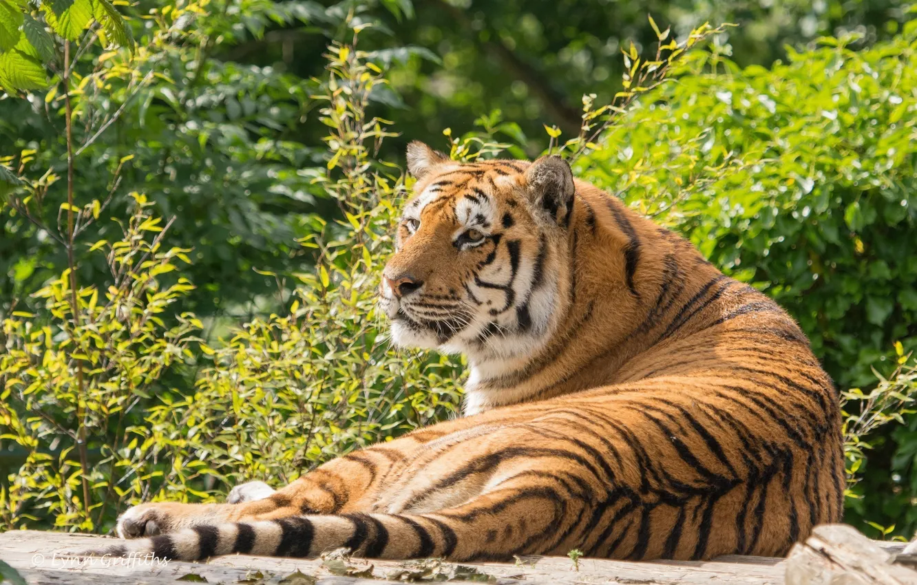 Photo wallpaper greens, summer, tiger, stay, predator, lies, wild cat