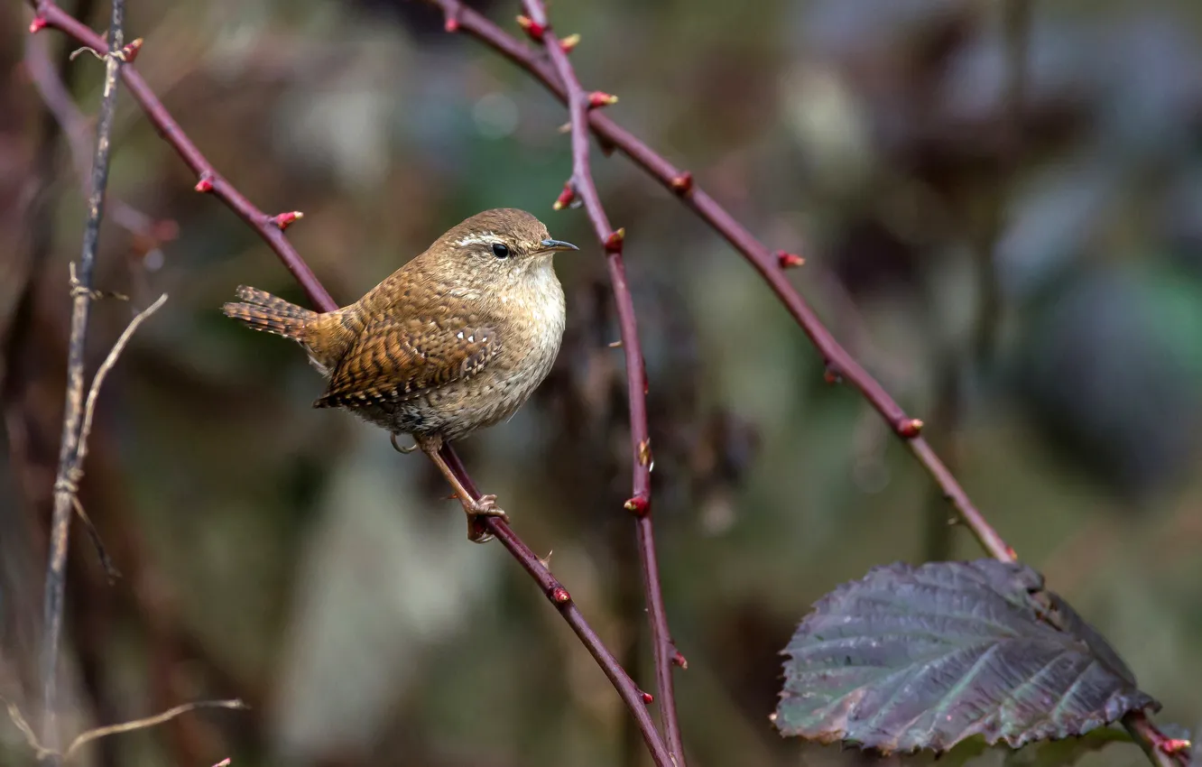 Photo wallpaper leaves, branches, nature, bird, bokeh, Wren, Troglodyte mignon