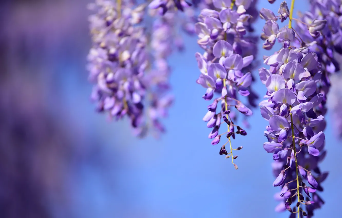 Photo wallpaper flowers, blue background, lilac, bokeh, vines, hanging, Wisteria, Wisteria