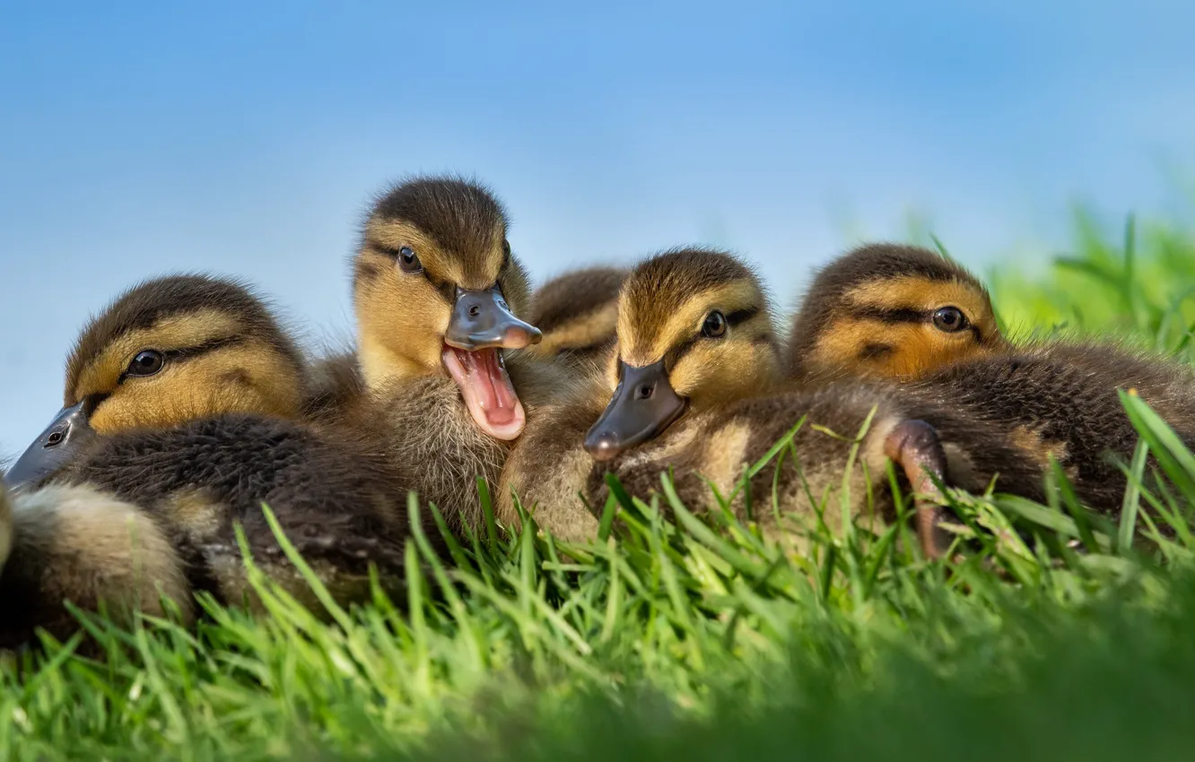 Photo wallpaper grass, birds, duck, ducklings, Chicks
