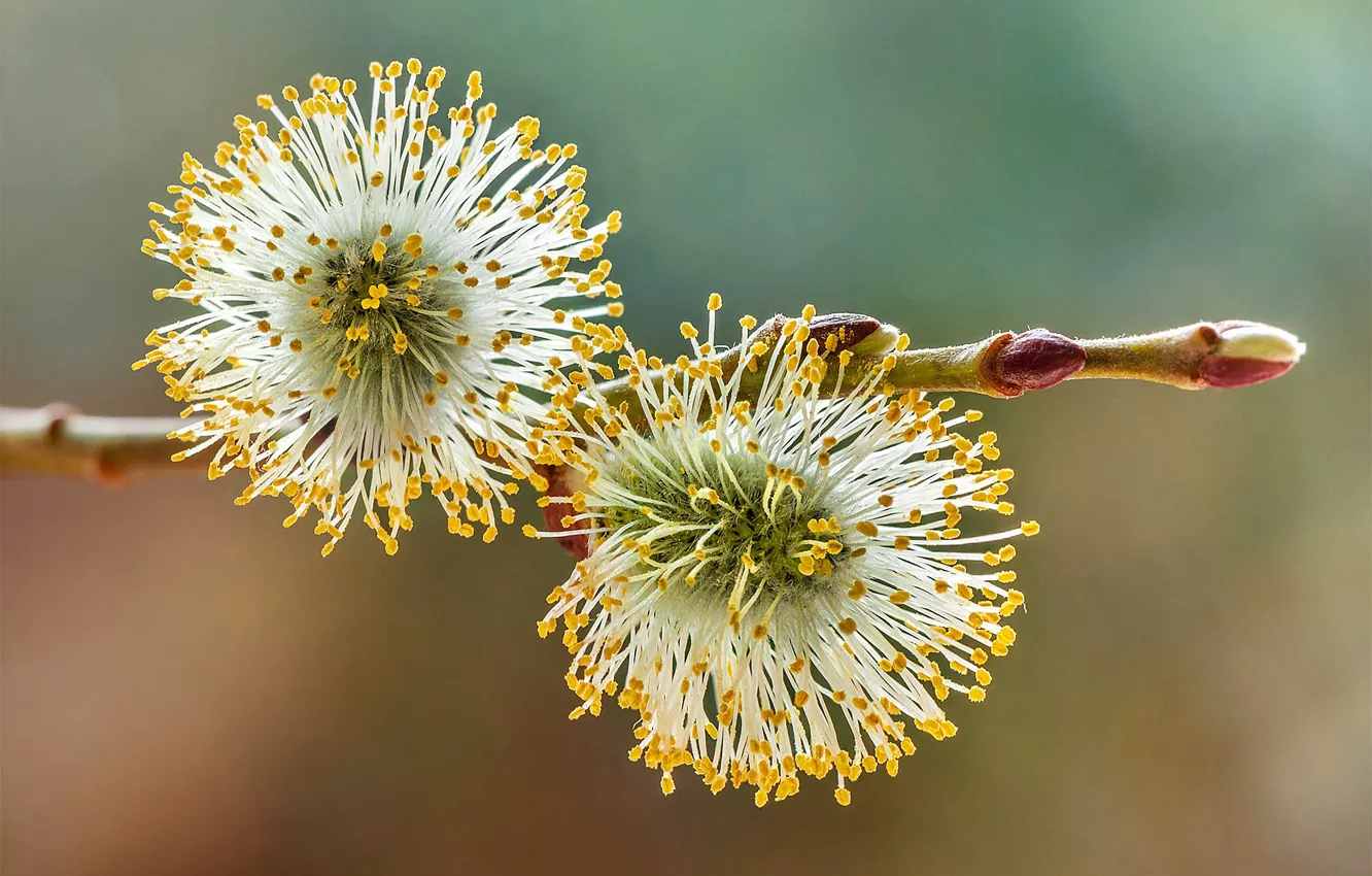 Photo wallpaper macro, branches, spring, Verba, bokeh