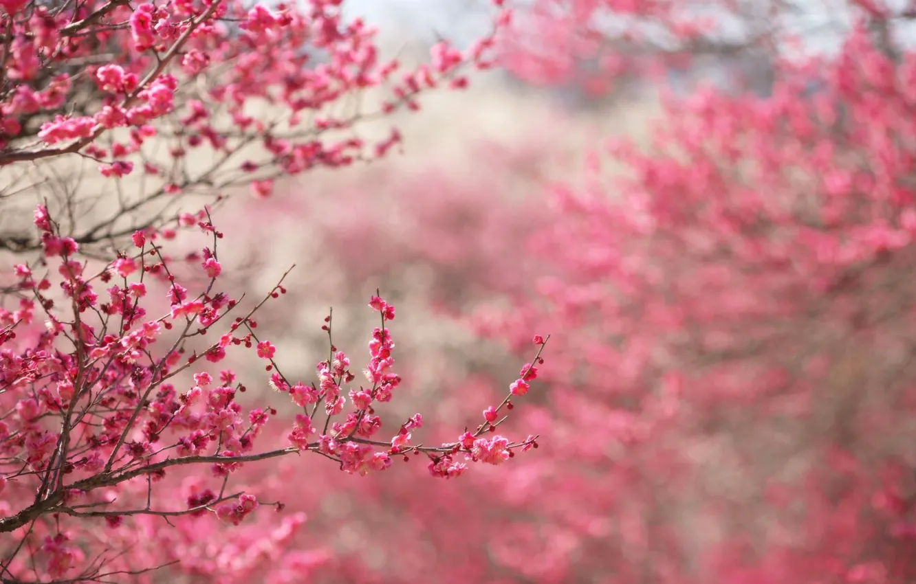 Photo wallpaper flowers, cherry, tree, spring, buds