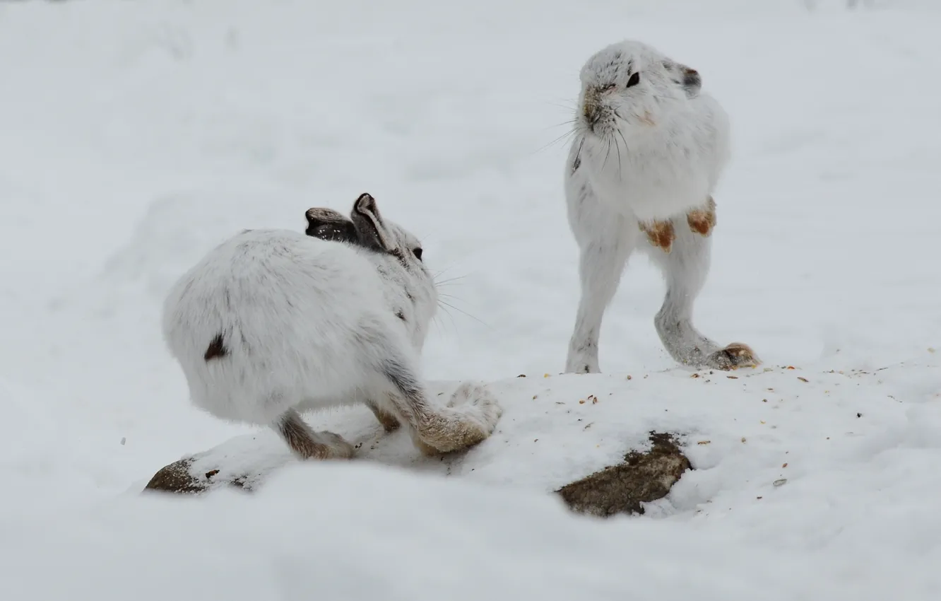 Photo wallpaper winter, snow, meeting, rabbits, showdown