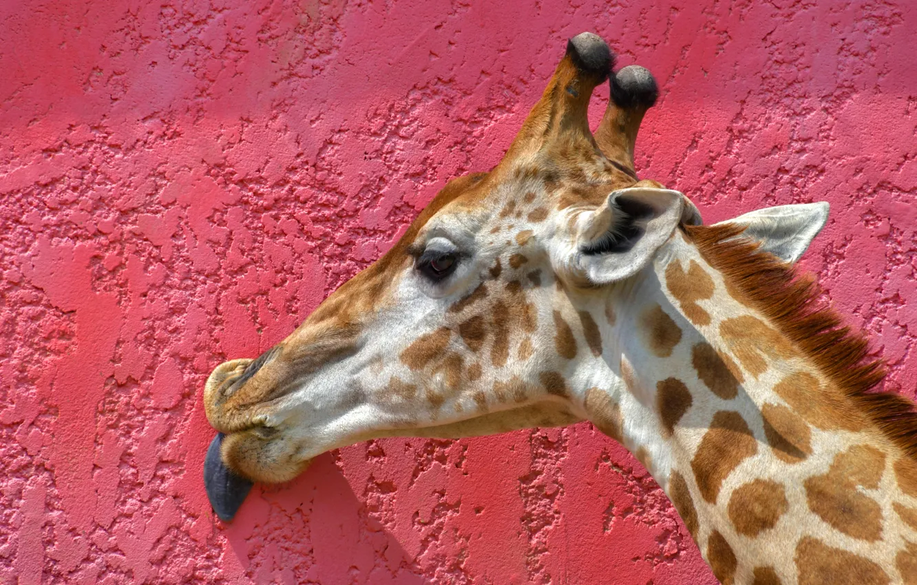 Photo wallpaper language, face, background, wall, pink, portrait, giraffe, neck