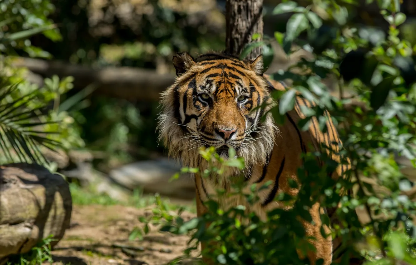 Photo wallpaper tiger, zoo, Portugal, Lisbon