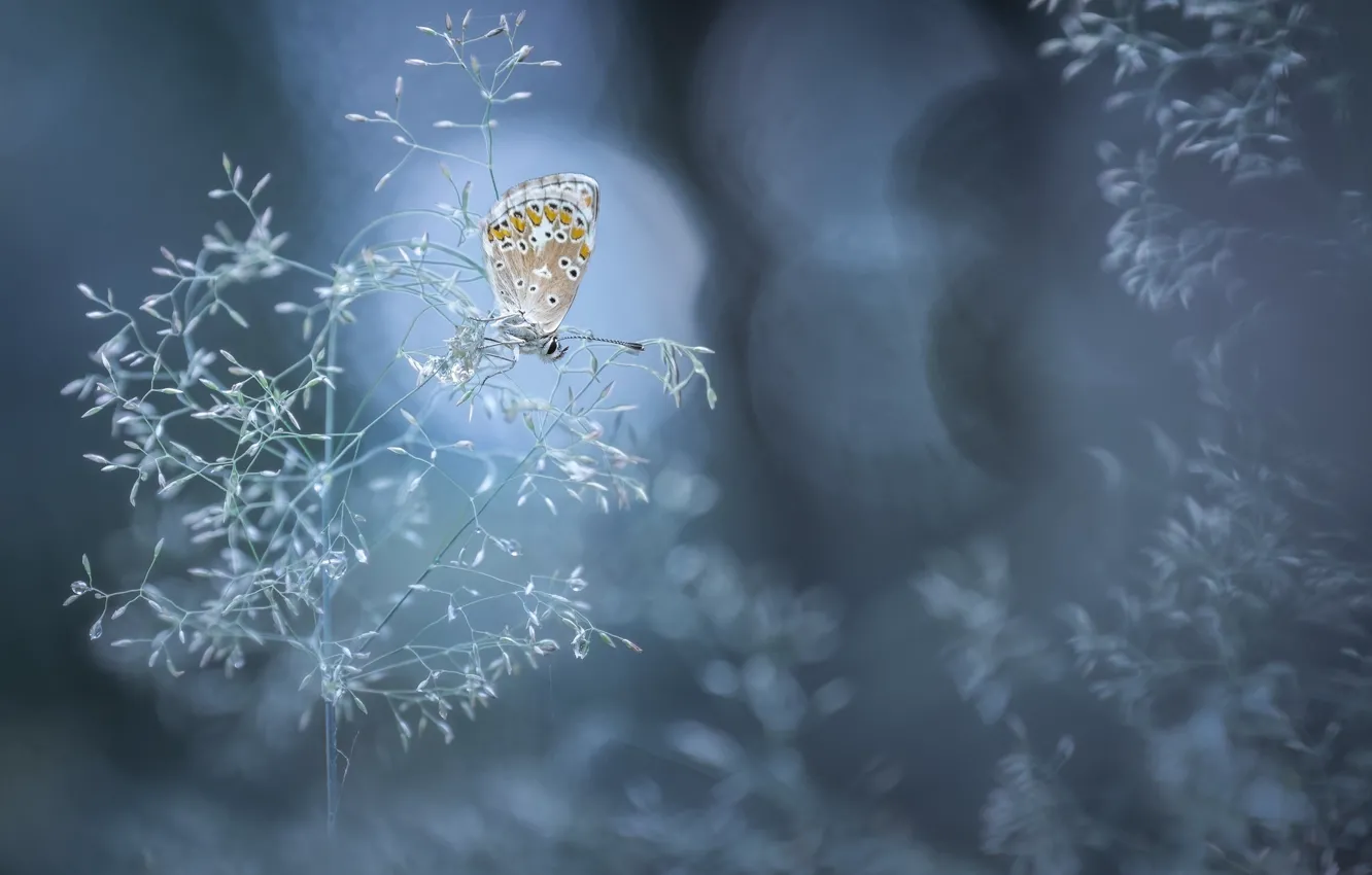 Photo wallpaper macro, nature, butterfly, a blade of grass, bokeh