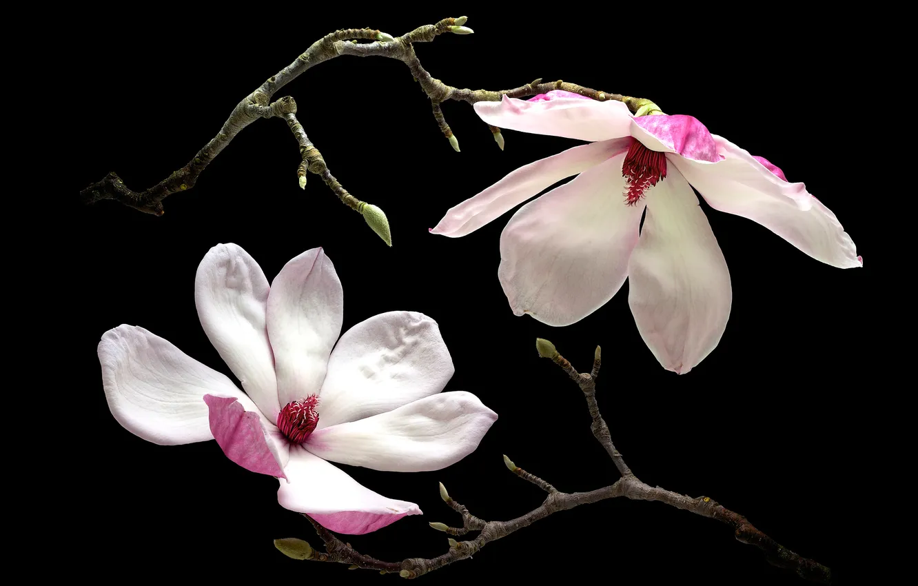 Photo wallpaper macro, branches, petals, Magnolia