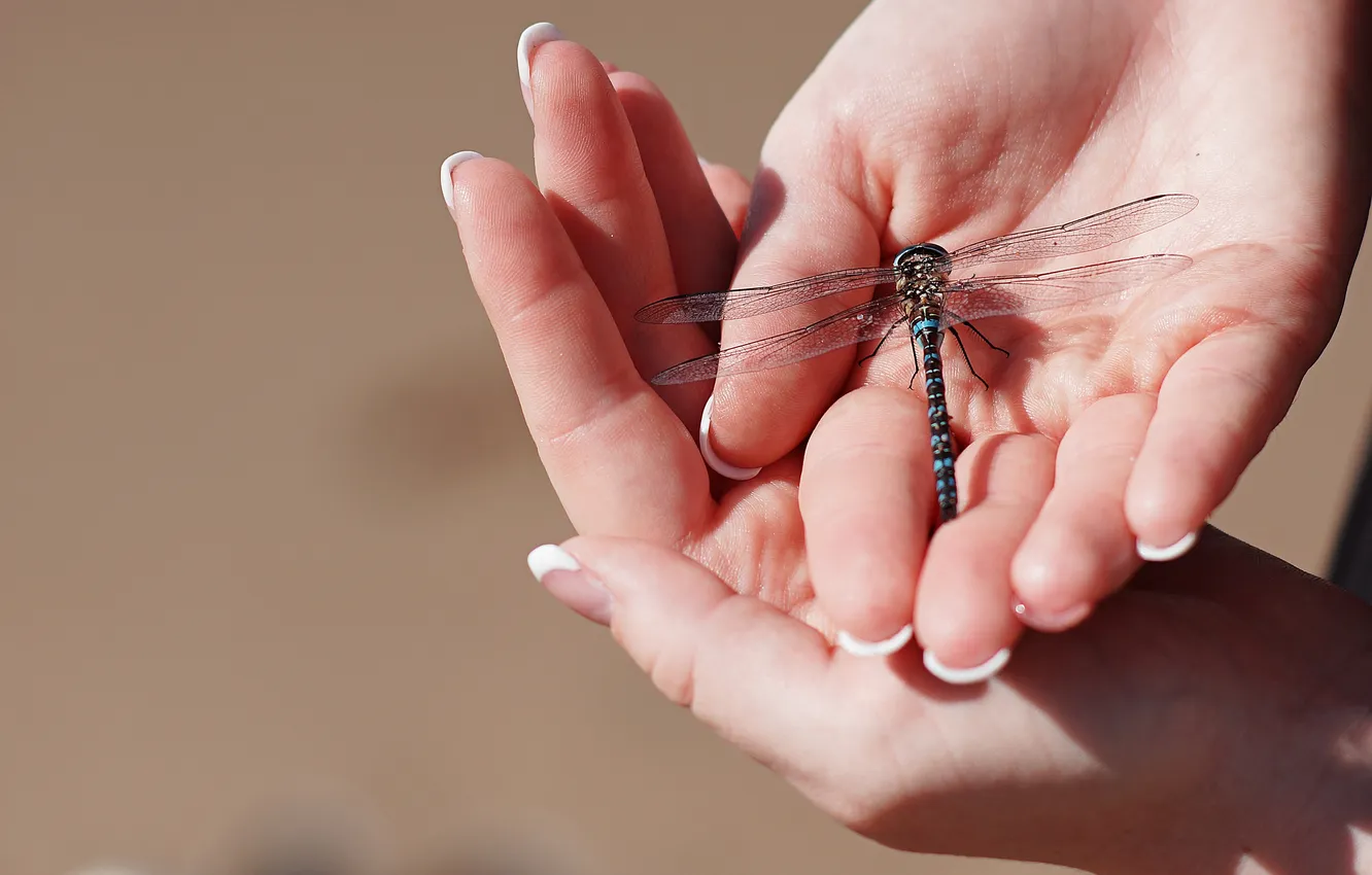 Photo wallpaper wings, dragonfly, hands, insect, wings