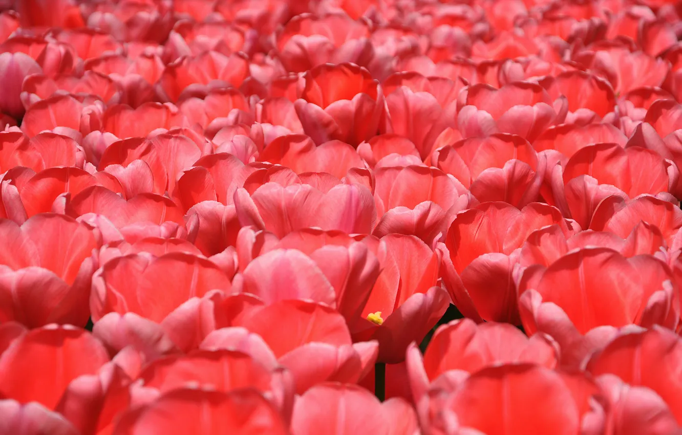 Photo wallpaper field, flowers, petals, meadow, tulips