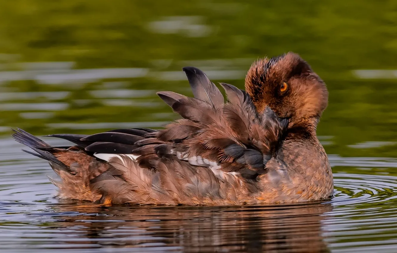 Photo wallpaper duck, feathers, Gogol