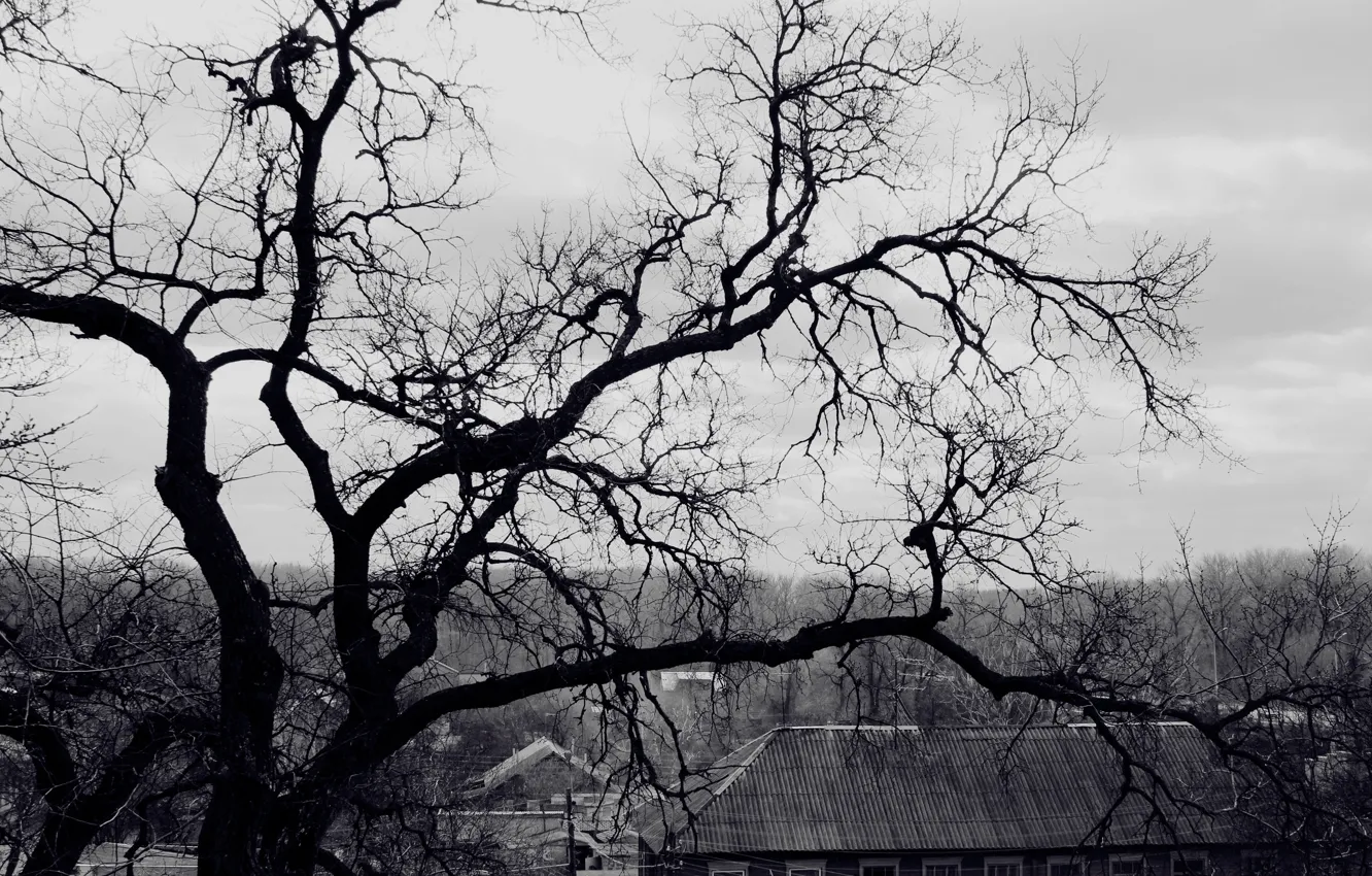 Photo wallpaper roof, tree, branch, black and white