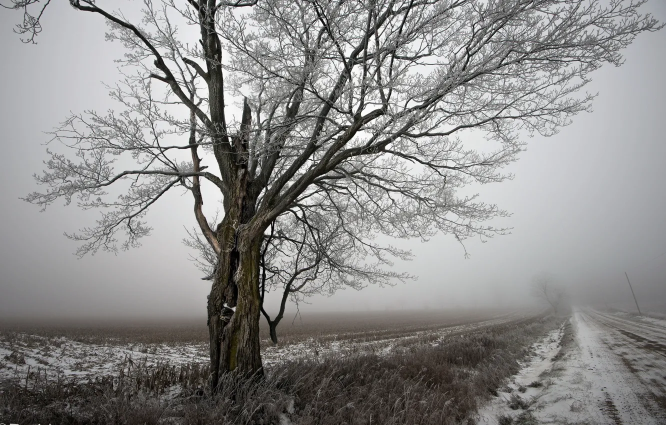 Photo wallpaper winter, road, landscape, tree