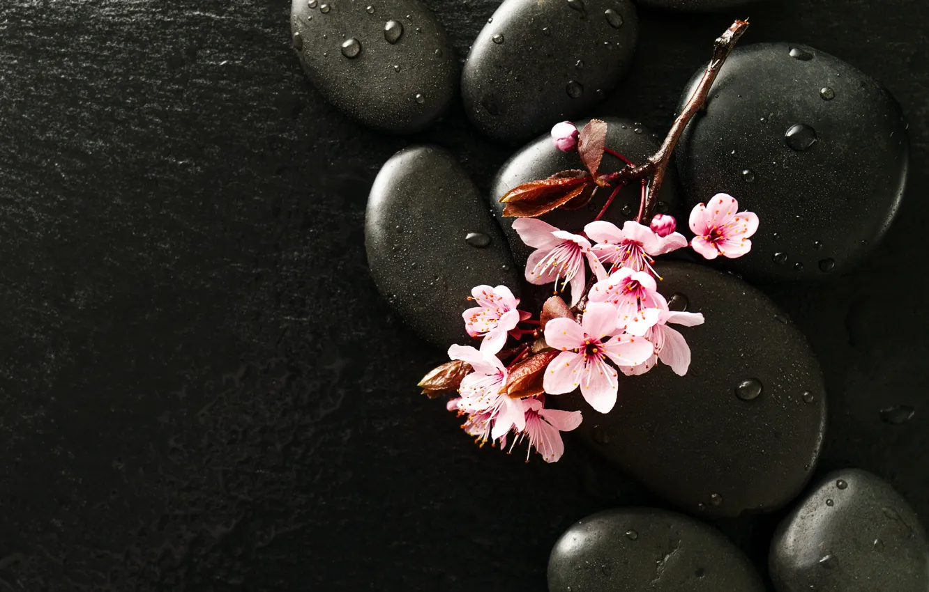 Photo wallpaper drops, flowers, stones, branch, Sakura