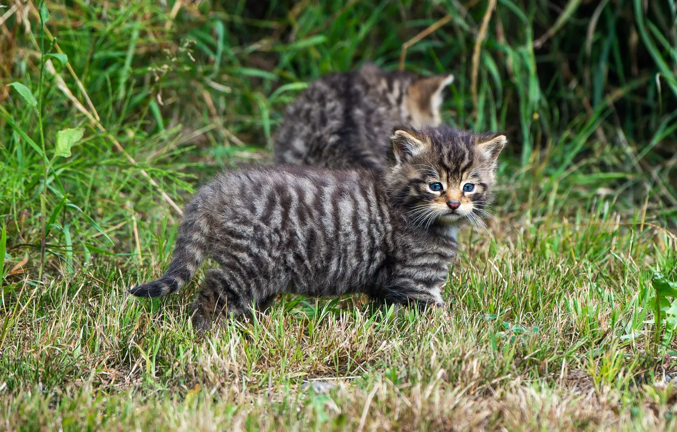 Photo wallpaper grass, cat, baby, kitty, wild, forest, wildcat