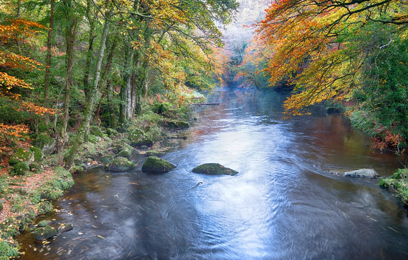 Photo wallpaper autumn, forest, trees, river, stone